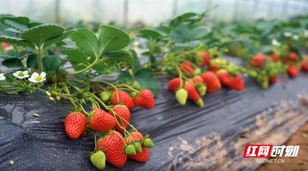 精品 片内射视网站在线观看海报