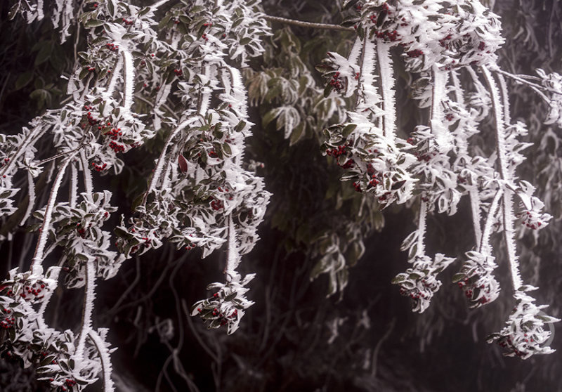 精品一区二区免费视频蜜桃网