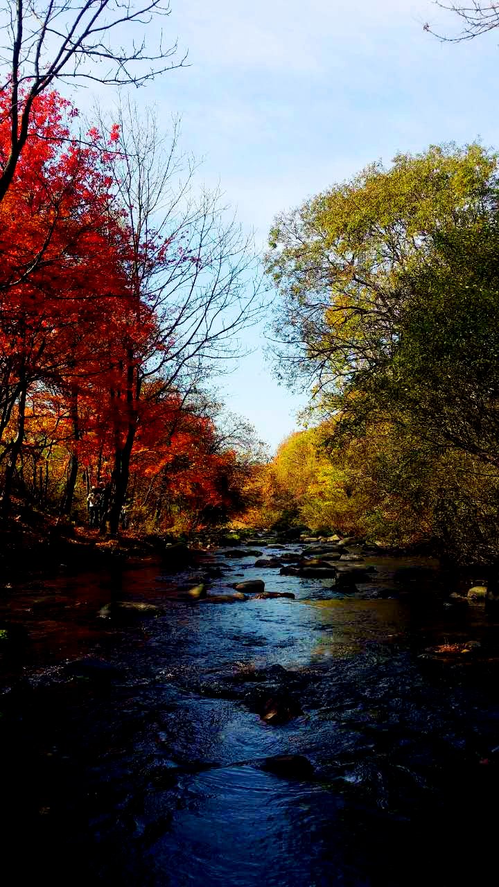 kaylagreen啄木鸟海报