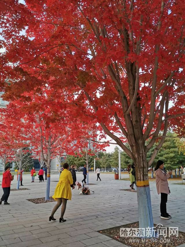 鲍鱼 鲍鱼我们沿着石板路走海报